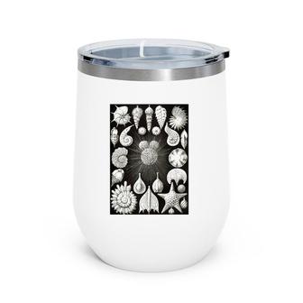 Sea Shells Biology Scientific Drawing Illustration Haeckel Wine Tumbler | Mazezy