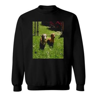 Womens Two Dachshund Pet Lover Sweatshirt