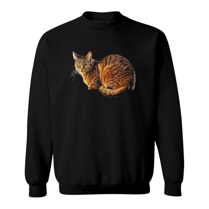 Orange Tabby Cat Tee Sweatshirt