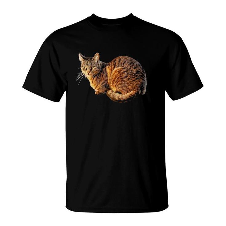Orange Tabby Cat Tee T-Shirt